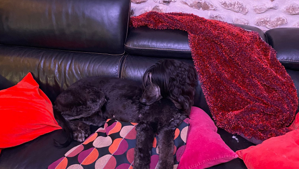 Afghanen auf der Suche...