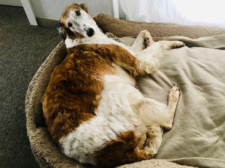 Barsoi-Hündin: Leonora