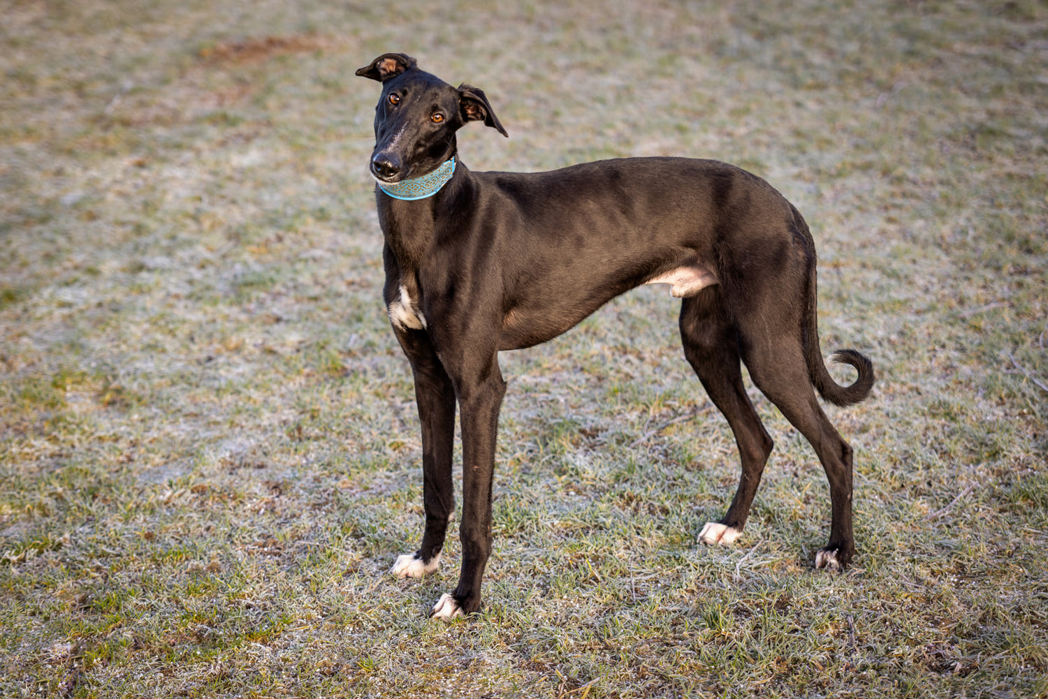 Chortaj-Bub Gino auf der Suche