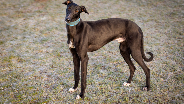 Chortaj-Bub Gino auf der Suche