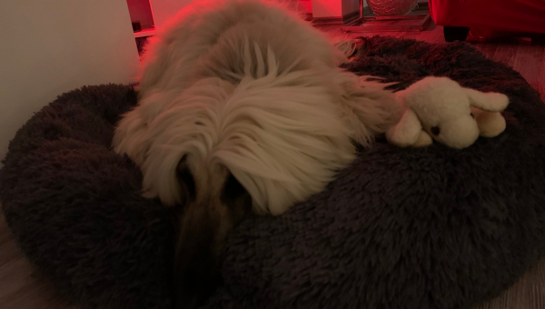 Unsere Prinzessin Johanna