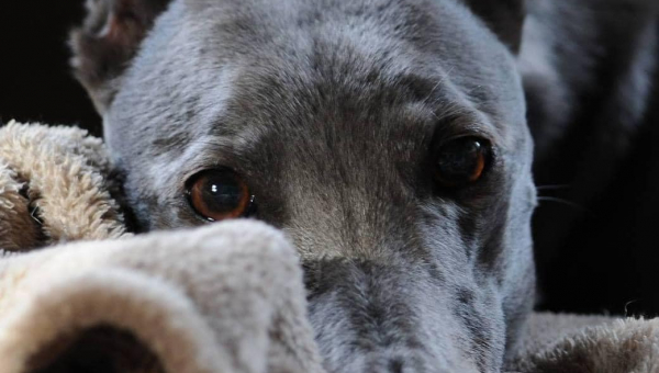 Greyhound-Hündin: Fee