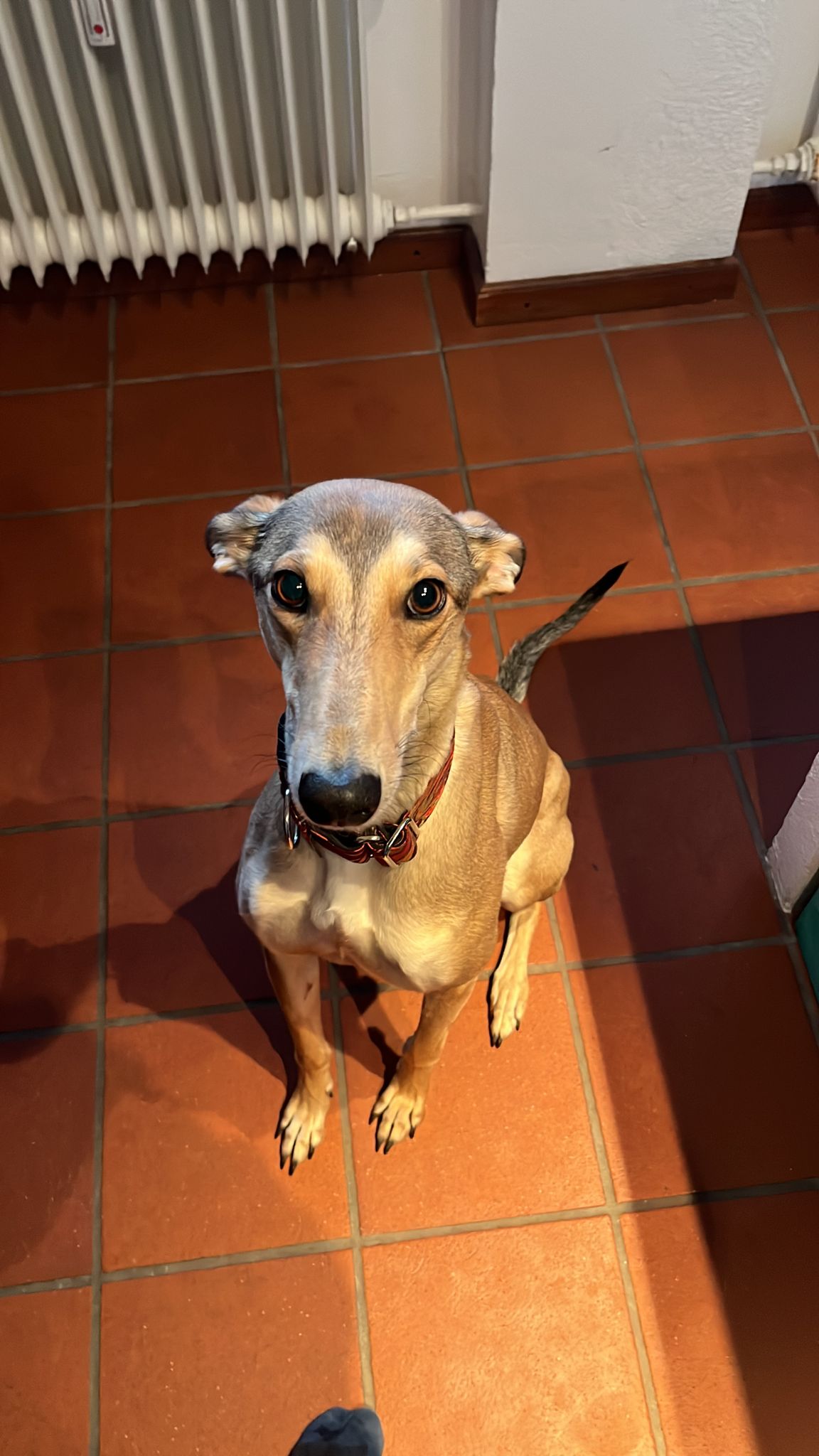 Chortaj-Hündin Sarah