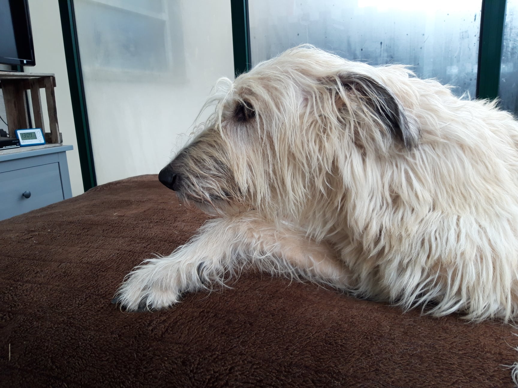 Irish-Wolfhound-Hündin: HERMINE