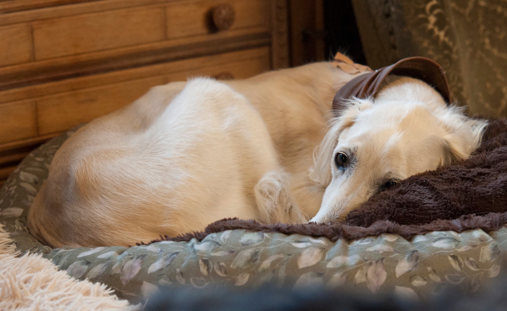 Unser Chabuk hatte Geburtstag