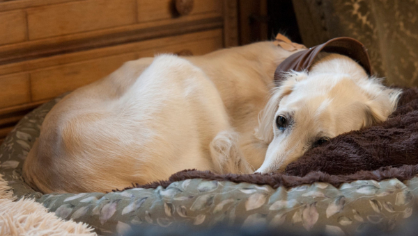 Unser Chabuk hatte Geburtstag