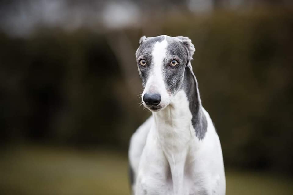 Neues von unserem Show-Greyhound Buben Oscar