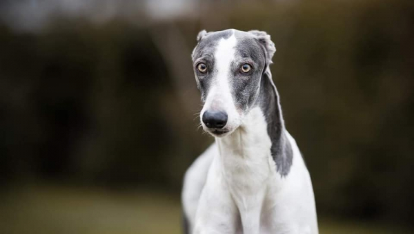 Neues von unserem Show-Greyhound Buben Oscar