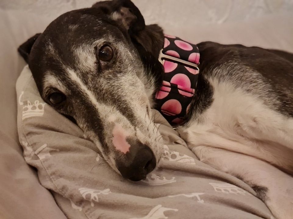 Chortaj-Hündin: Akari