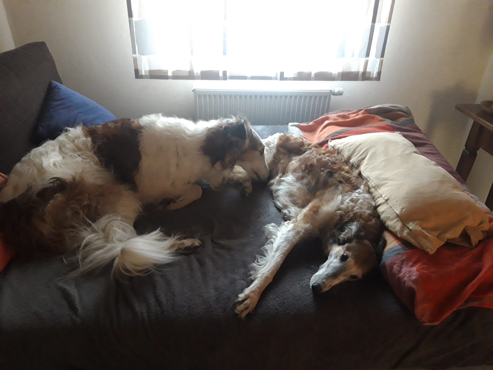 Lilli (ehemals Leonora)