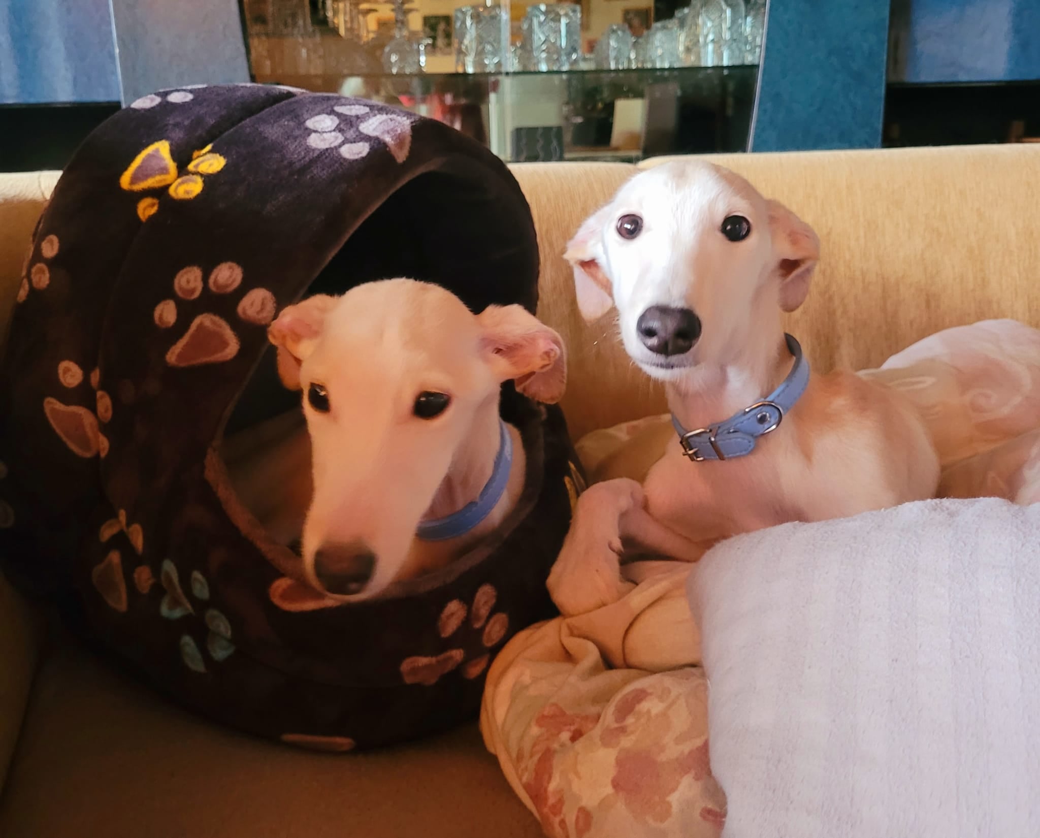 July Chortaj-Hündin