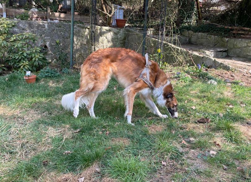 Mal wieder eine Rosi