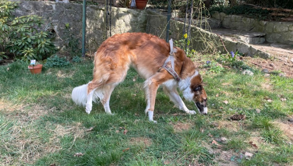 Mal wieder eine Rosi