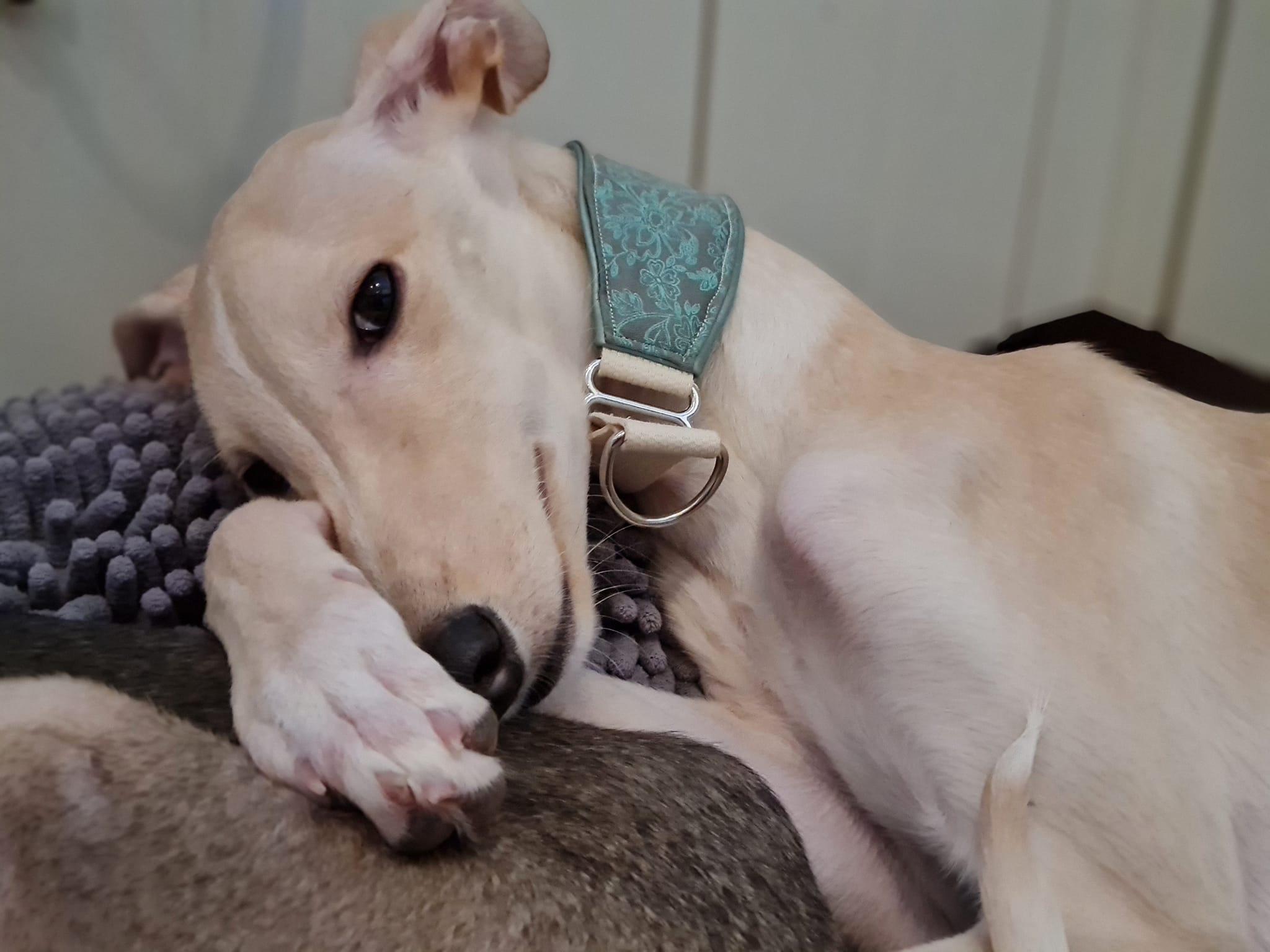 Chortaj Hündin: Zuki