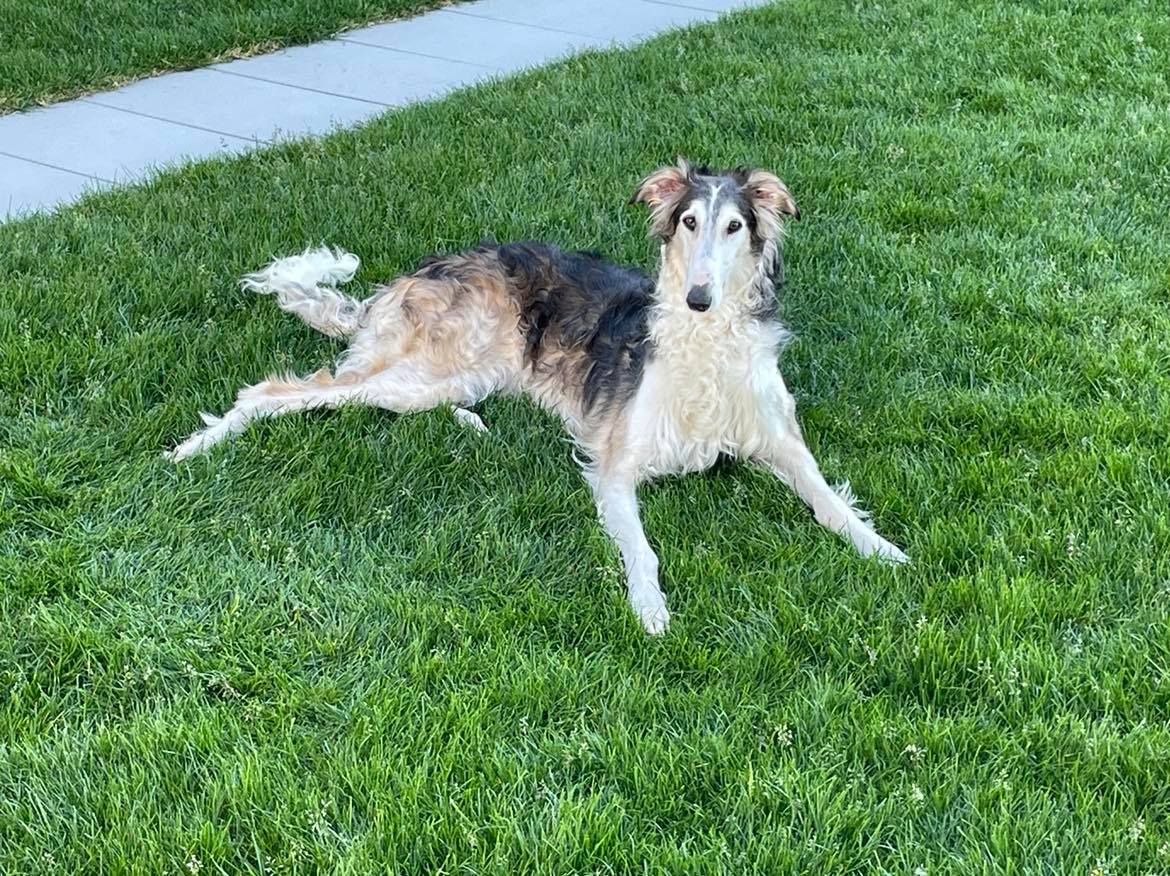 Barsoi-Hündin: Ellie