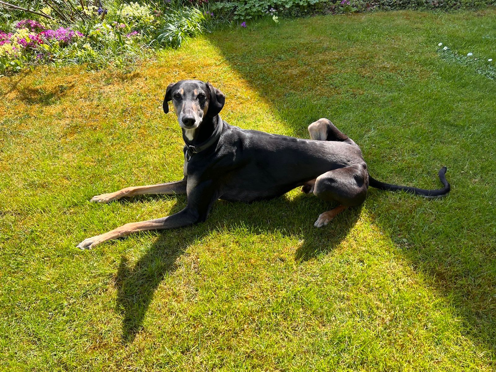 Ganz schicker Sloughi sucht...