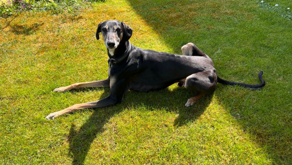 Ganz schicker Sloughi sucht...