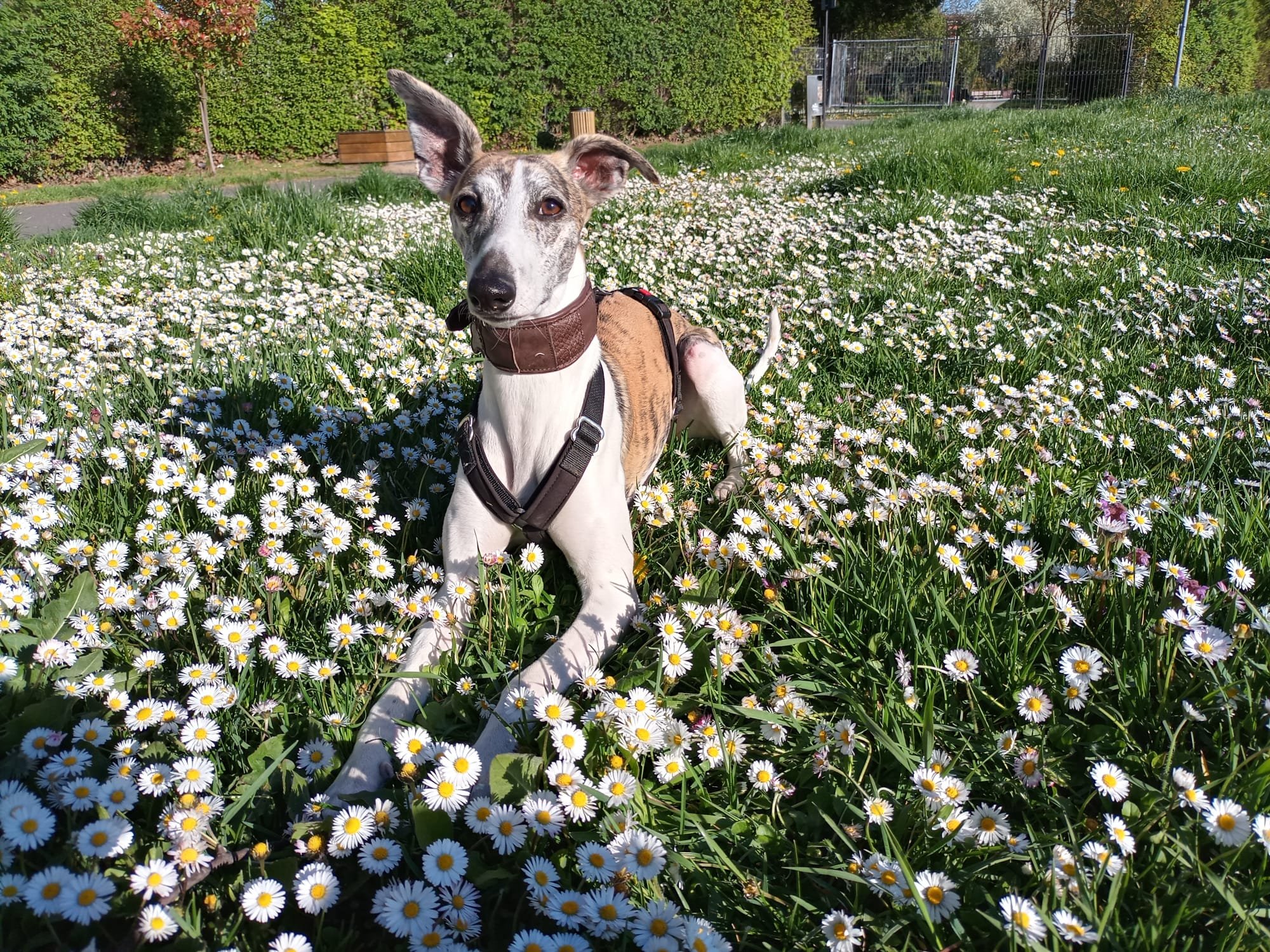 Whippet-Rüde: Snoopy