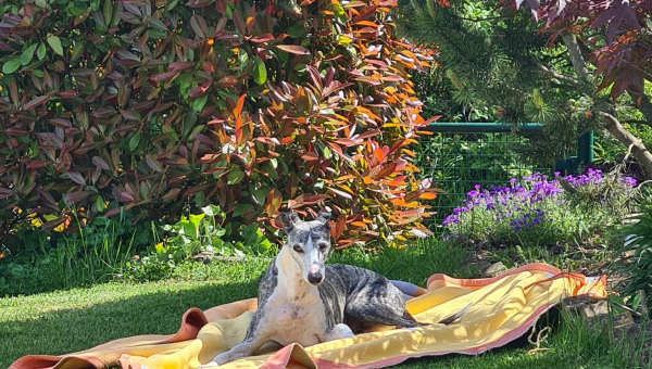 Hannibals zweites Leben