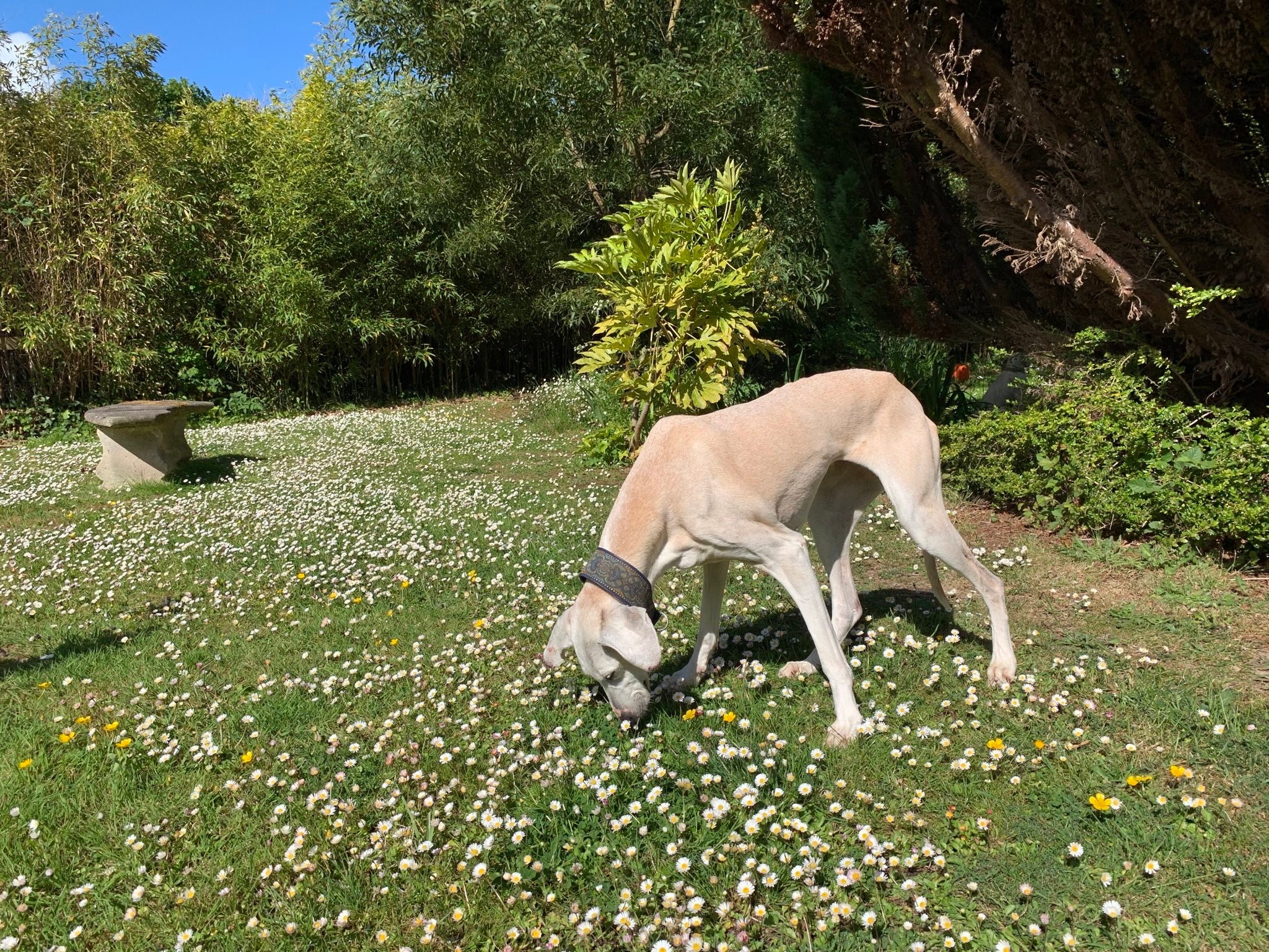 Susi grüßt aus der Bretagne