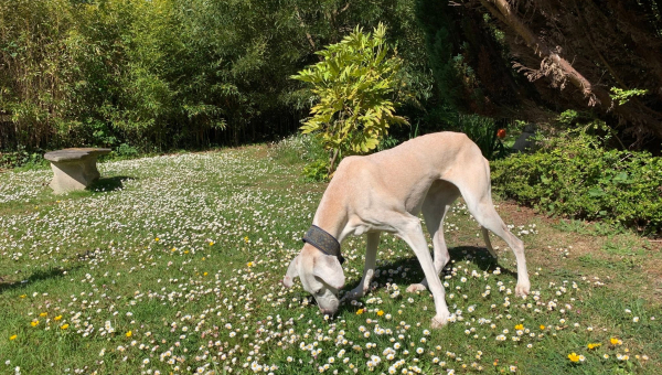Susi grüßt aus der Bretagne