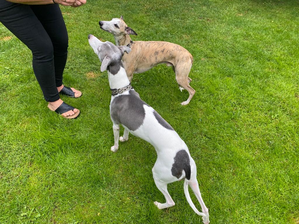 2 Whippen suchen dringend