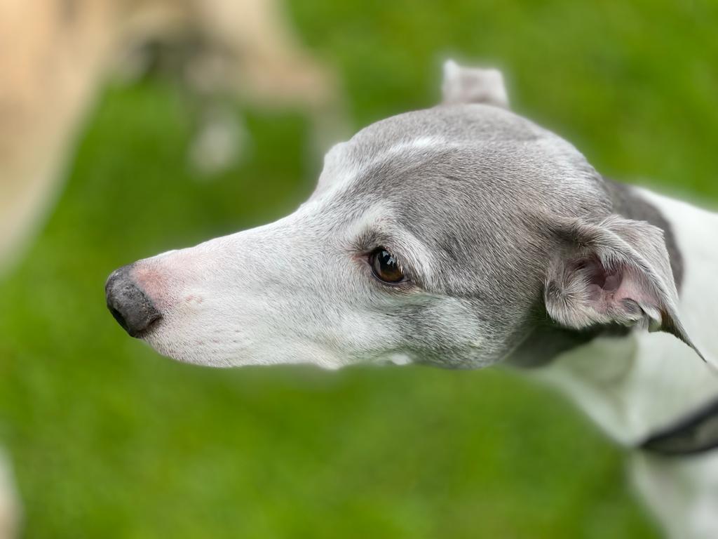 Whippet-Rüde: Zwergie