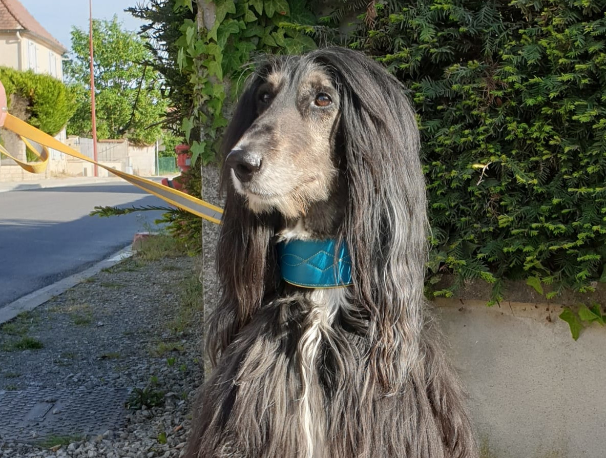 Afghanen-Rüde: Ziggy