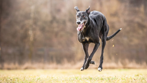 Unser Greyhound Jonne ist gestorben....