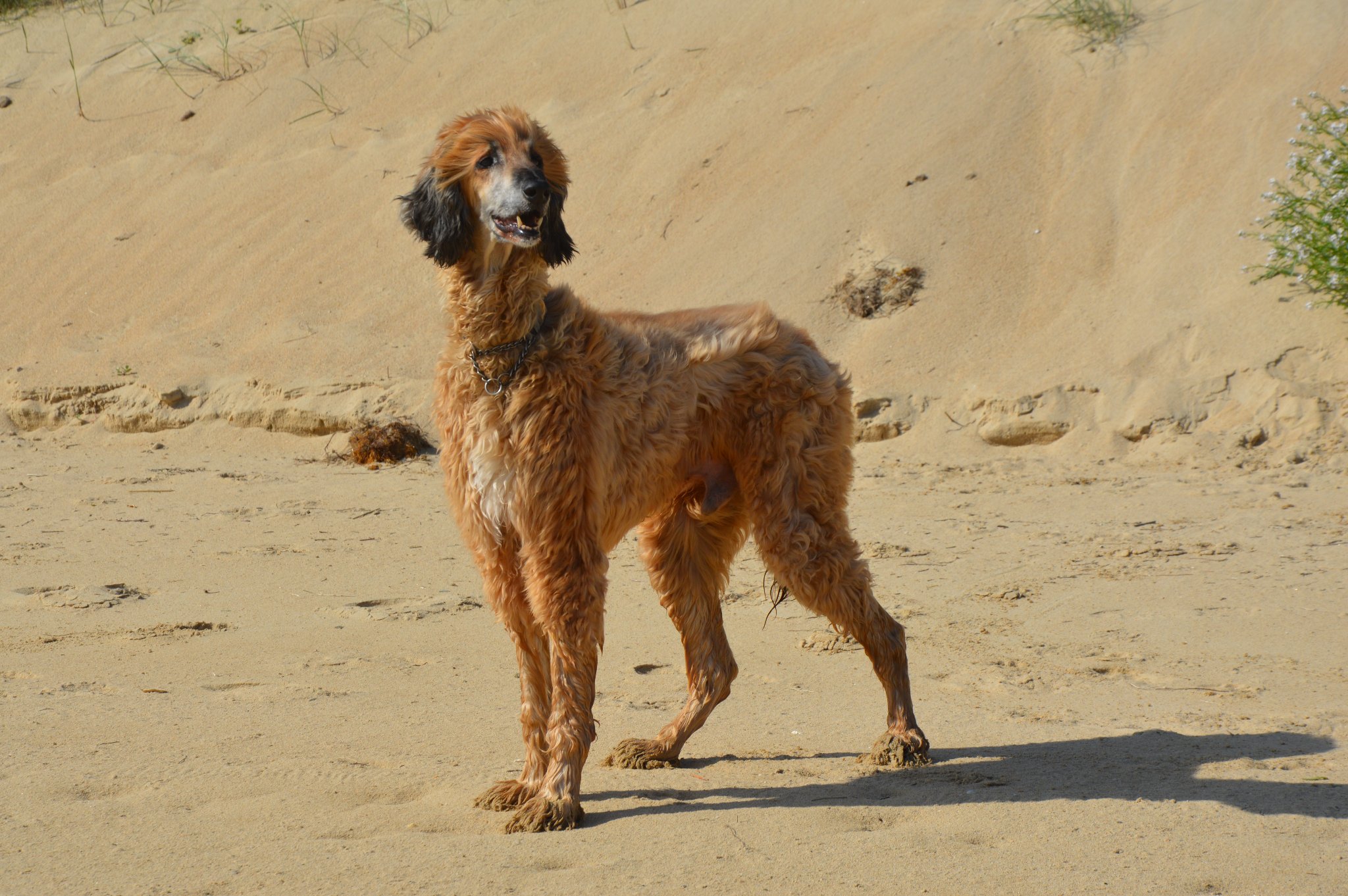 Afghanen-Rüde: Didi