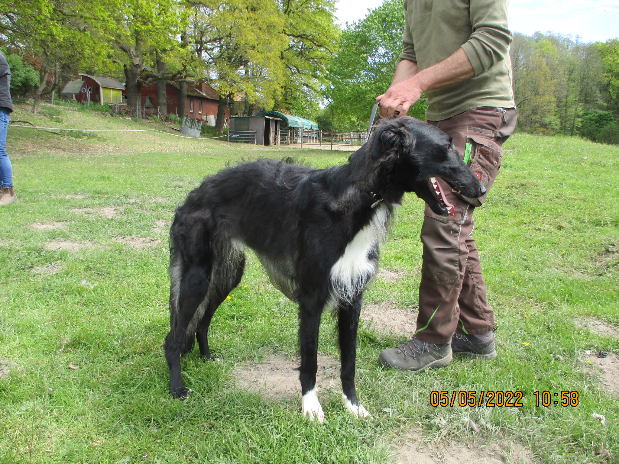 Barsoi-Rüde: Tristan (ehemals Ilja)