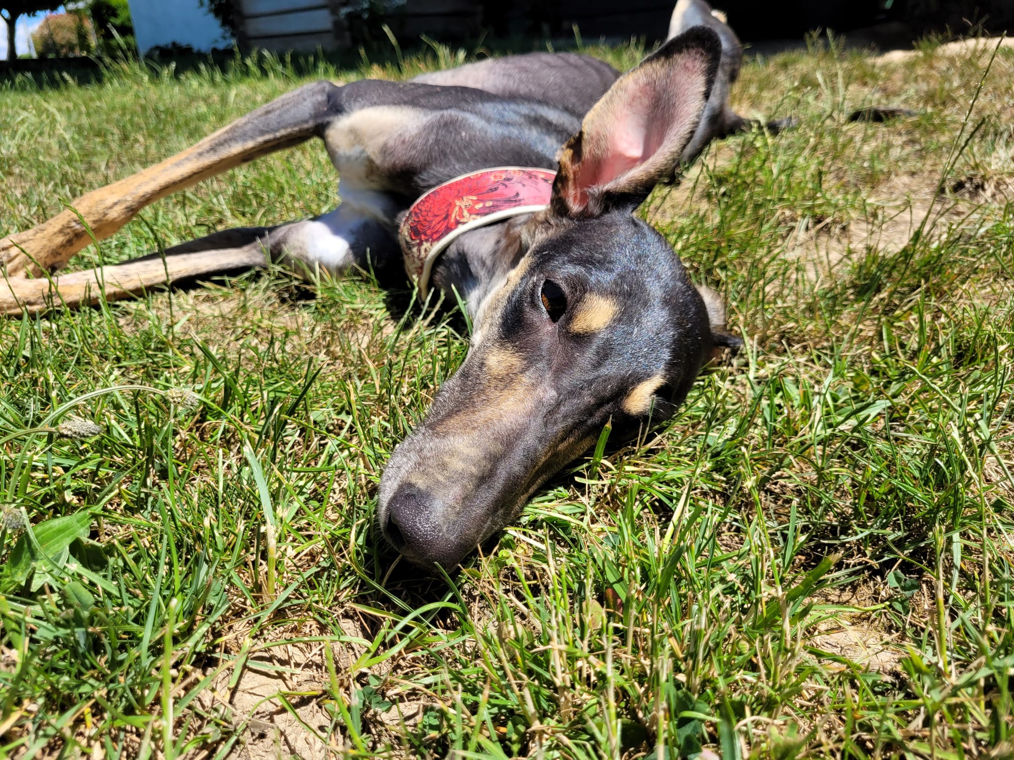 Chortaj-Mädchen Maja