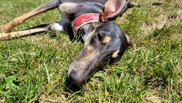 Chortaj-Mädchen Maja