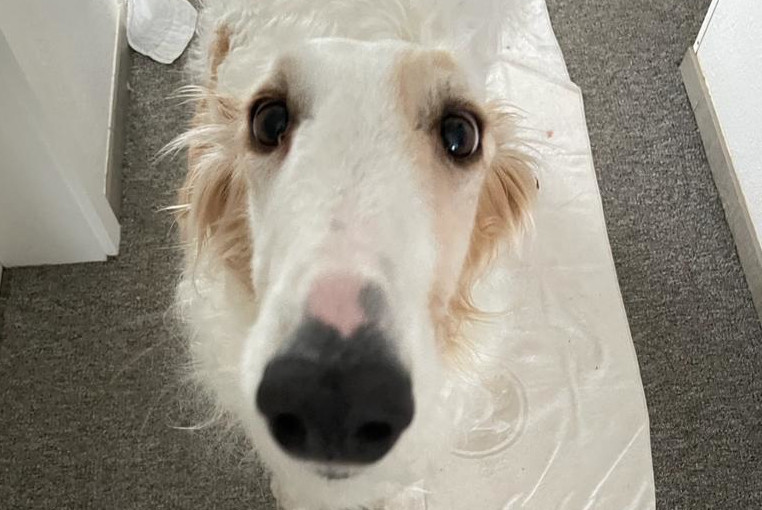 Barsoi-Hündin: Alice