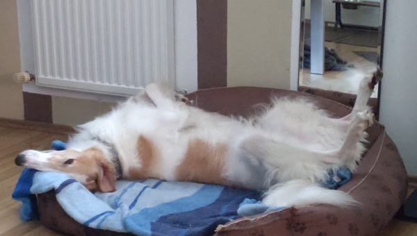 Milan ganz glücklich