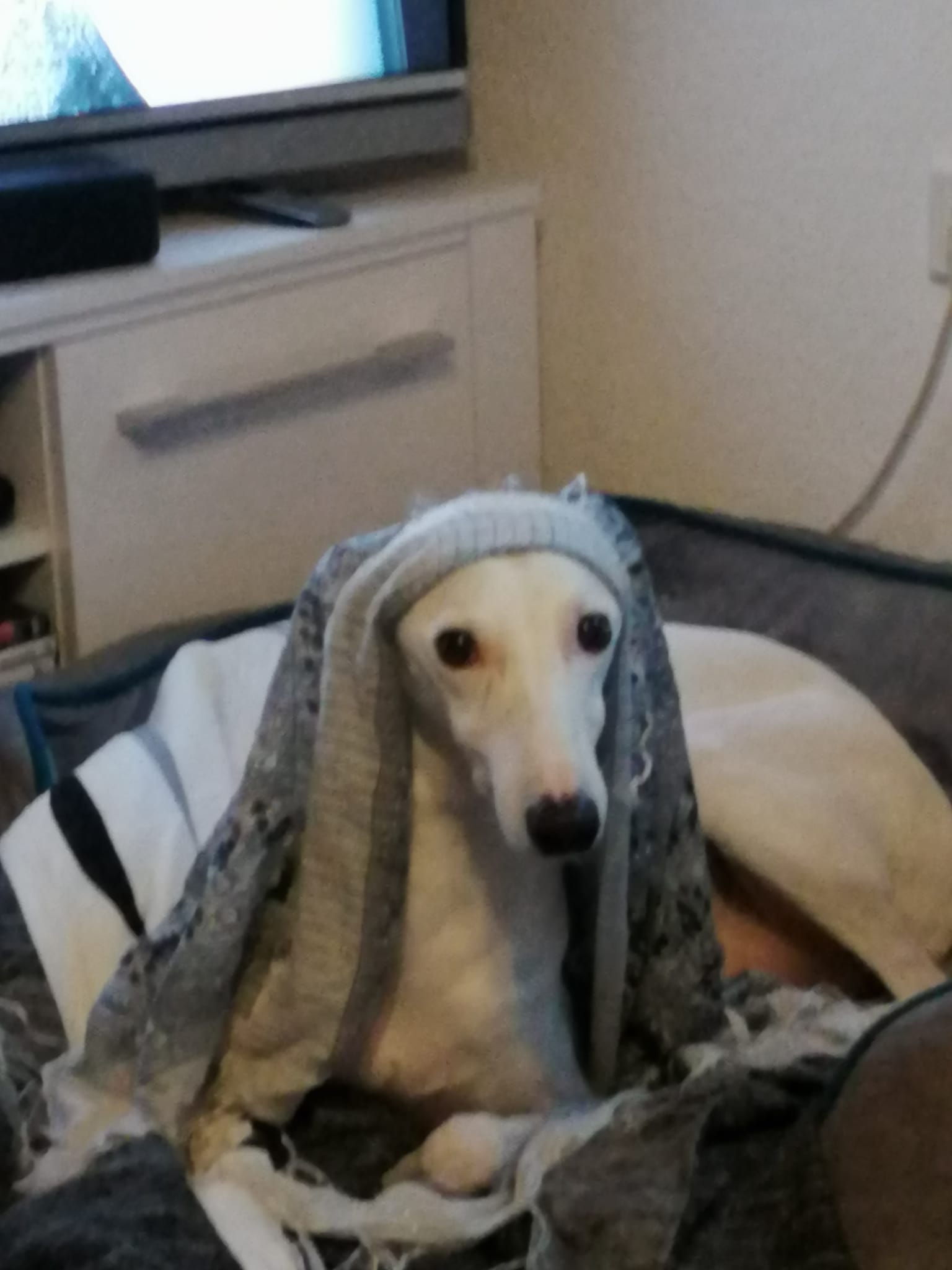 Whippet-Rüde: WHITEY