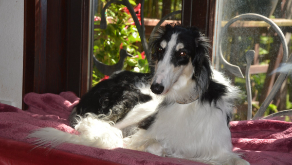 Grischa - immer noch ganz perfekt