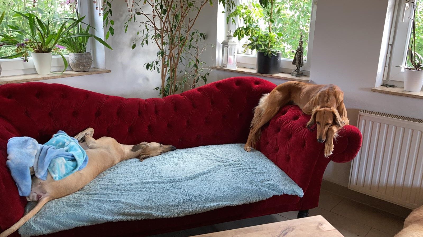 Seht Ihr den freien Platz auf dem Sofa?