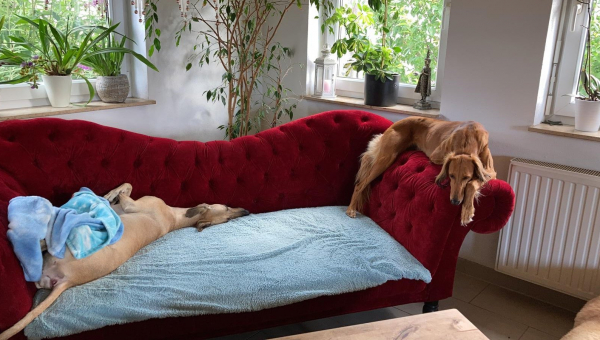 Seht Ihr den freien Platz auf dem Sofa?