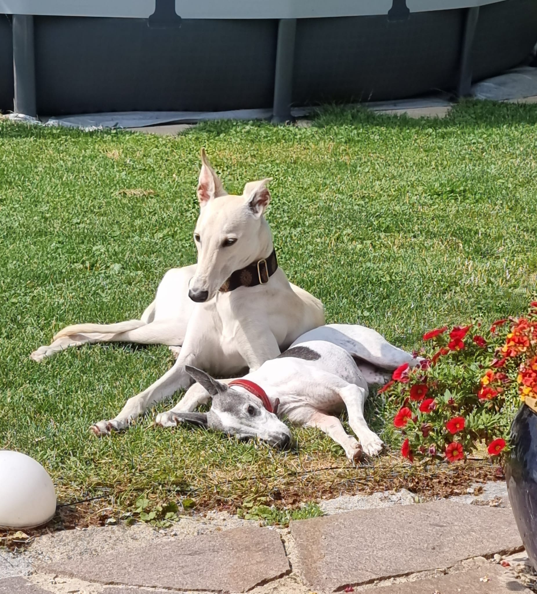 Eines unserer Chortaj-Kinder durfte nun in sein neues Zuhause