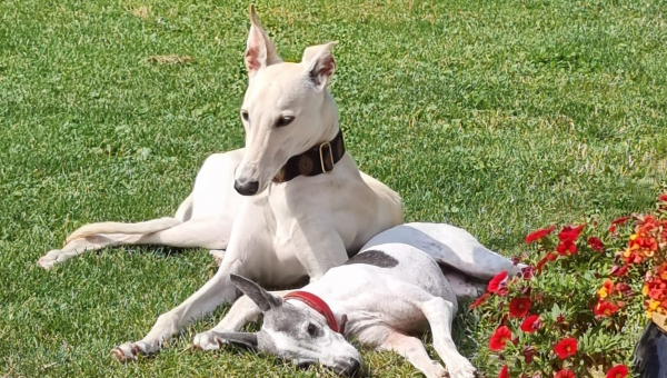 Eines unserer Chortaj-Kinder durfte nun in sein neues Zuhause