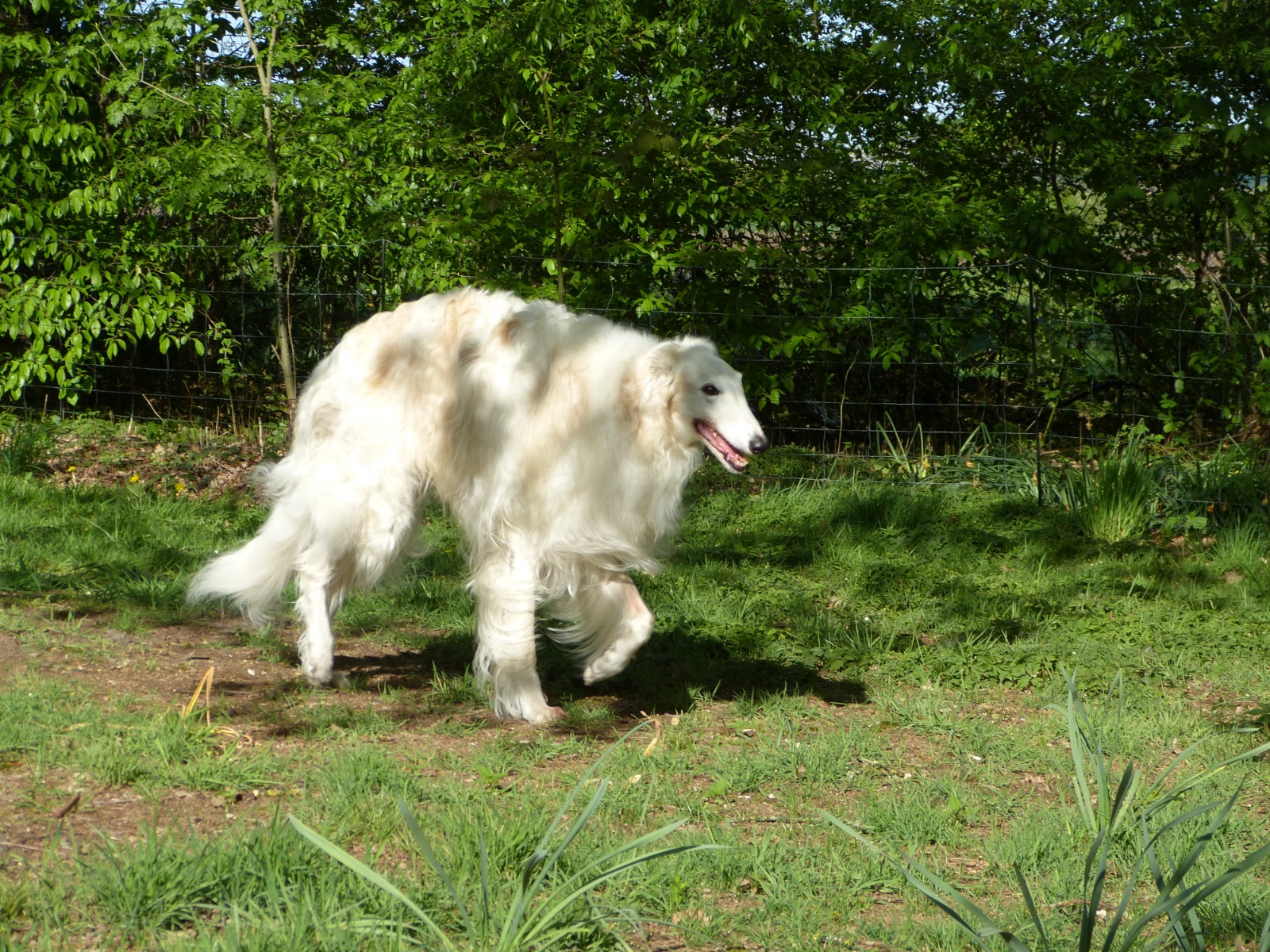 Joschi - unser neuer Patenhund