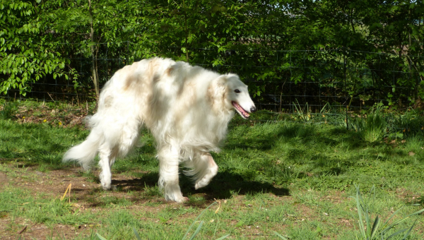 Joschi - unser neuer Patenhund