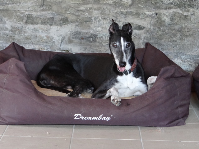 Greyhound-Hündin: Queeny