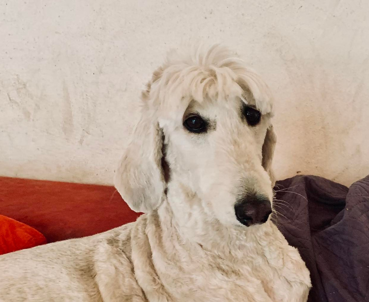 Afghanen-Hündin: Naomi