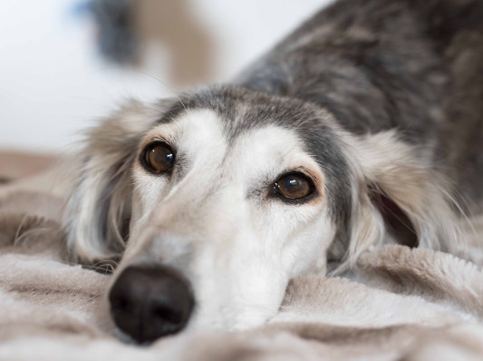 Saluki-Pärchen: MILLA und SHAYAN