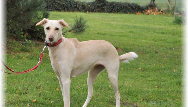 Heidi hat ein Zuhause