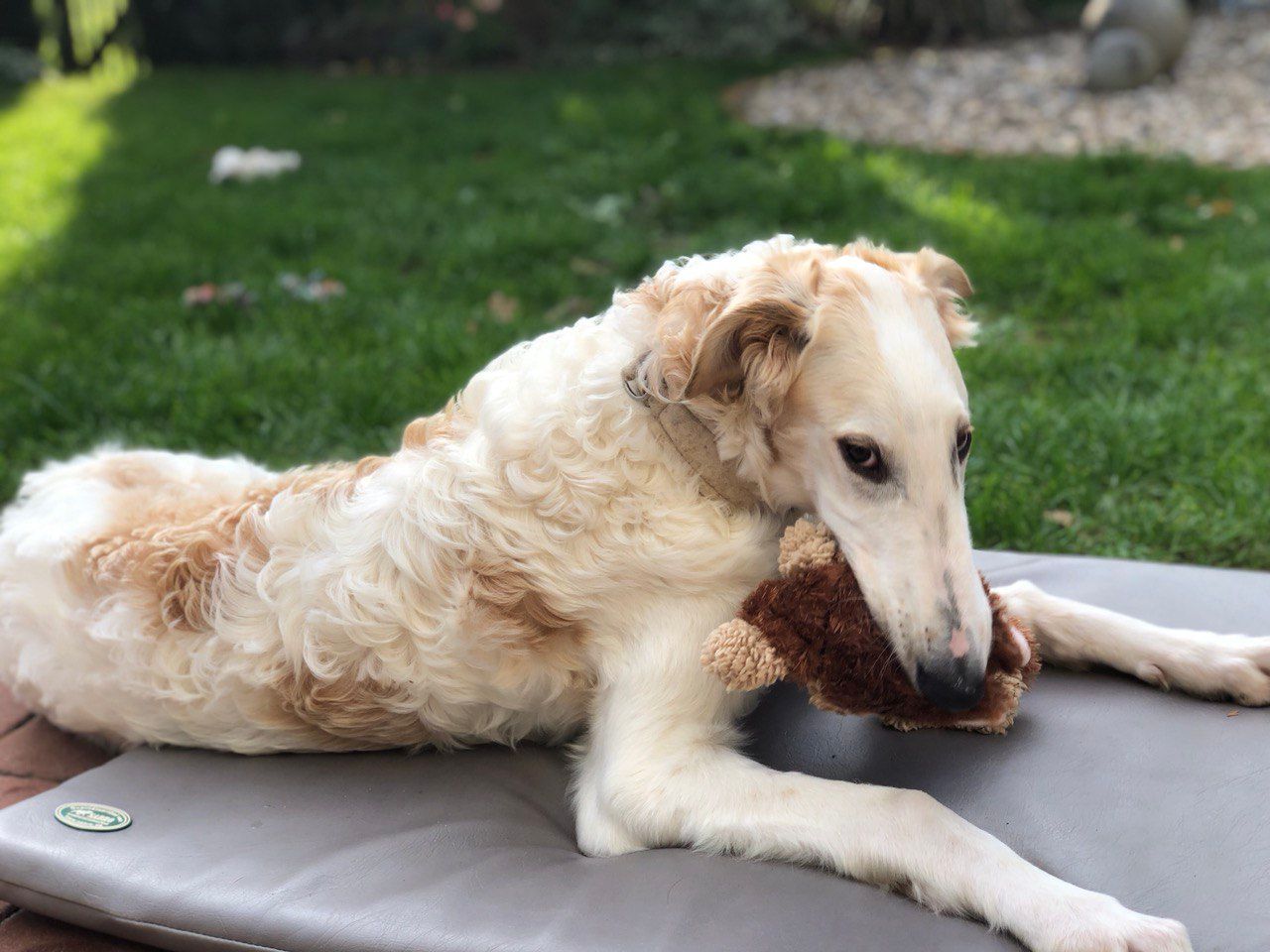 Barsoi-Büblein: Picasso