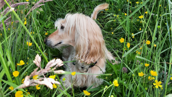 ein ganz glücklicher Afghane unser Dhatri
