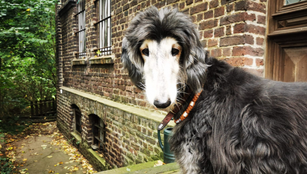 Die schöne Florentine